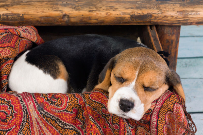 Como Perros y Gatos Club - Tu mascota rompe todas las colchonetas que le  llevas? Probá la nueva línea de colchonetas antidesgarro que además son  impermeables. Ideal para mascotas destrozonas, cachorros, y