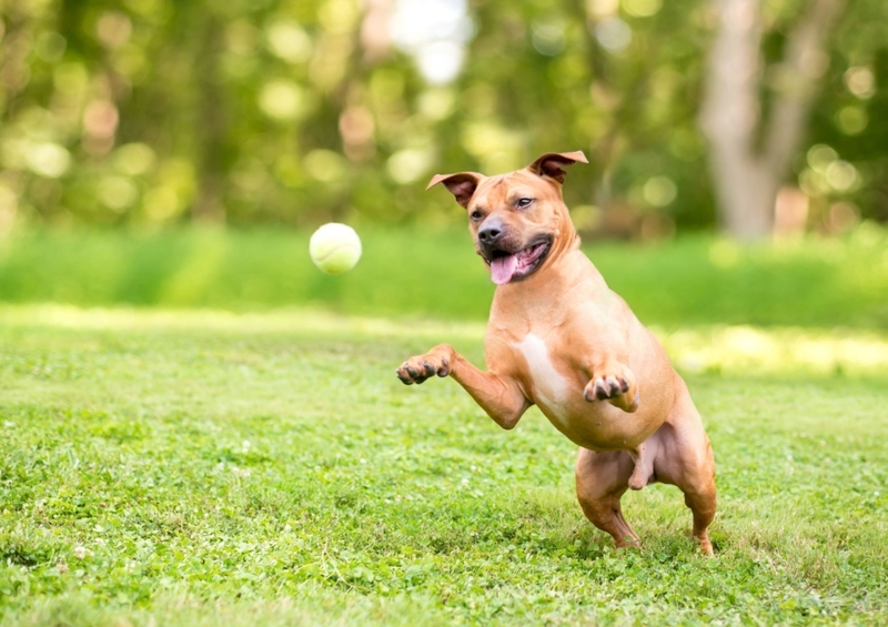 Trucos caseros para mascotas: cómo evitar que los pelos de tu perro o gato  queden pegados al sofá, Life hacks, RESPUESTAS