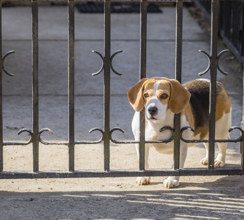 Como Perros y Gatos Club - Tu mascota rompe todas las colchonetas que le  llevas? Probá la nueva línea de colchonetas antidesgarro que además son  impermeables. Ideal para mascotas destrozonas, cachorros, y