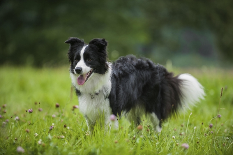 Border Collie | Alamy Stock Photo by Tierfotoagentur/S. Starick