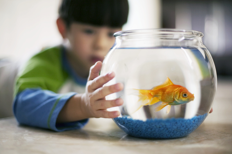 Transporta peces sin peligro | Getty Images Photo by Randy Faris