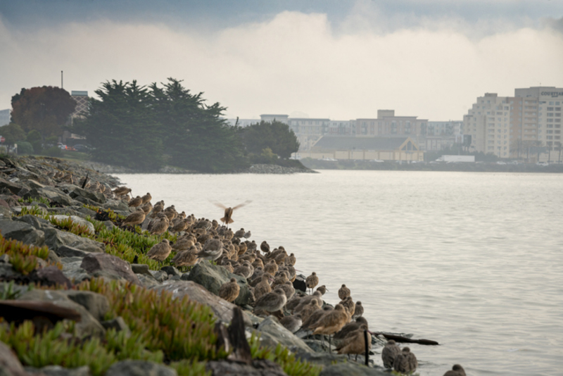 Emeryville, California | Getty Images Photo by Sinisa Kukic