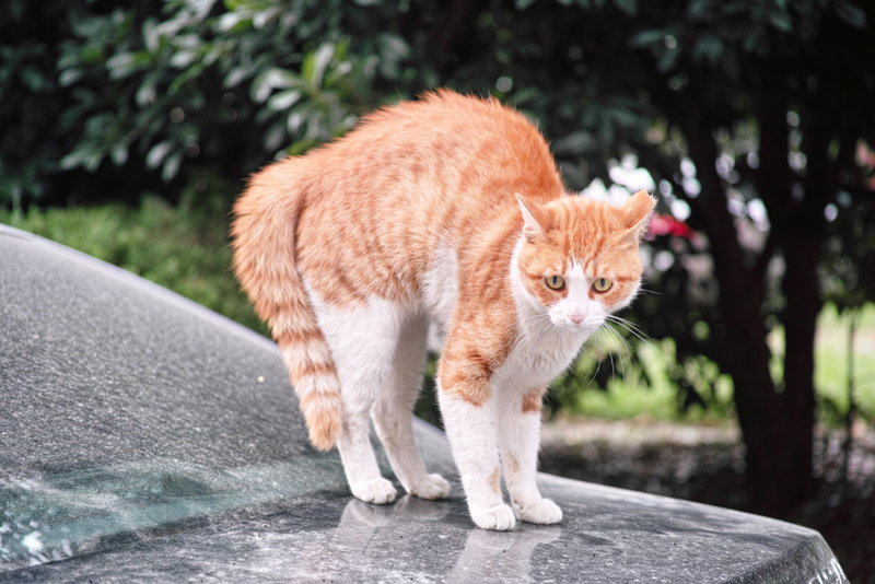 Back-Up | Getty Images Photo by yanjf