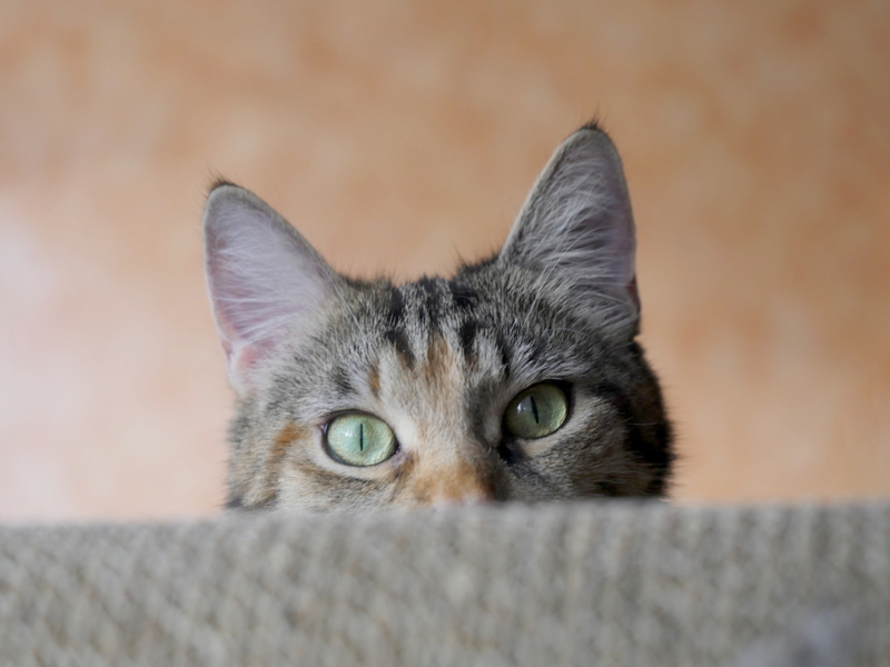 All Ears | Getty Images Photo by Elke Schroeder/EyeEm