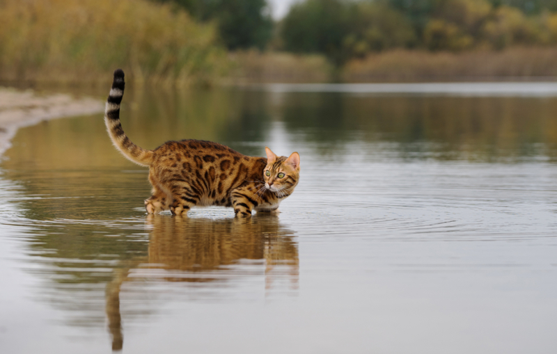 Water Loving | Getty Images Photo by mister Big