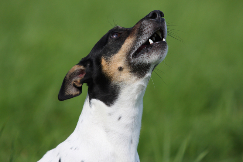 Whining and Whining | Alamy Stock Photo by Tierfotoagentur/J.Hutfluss