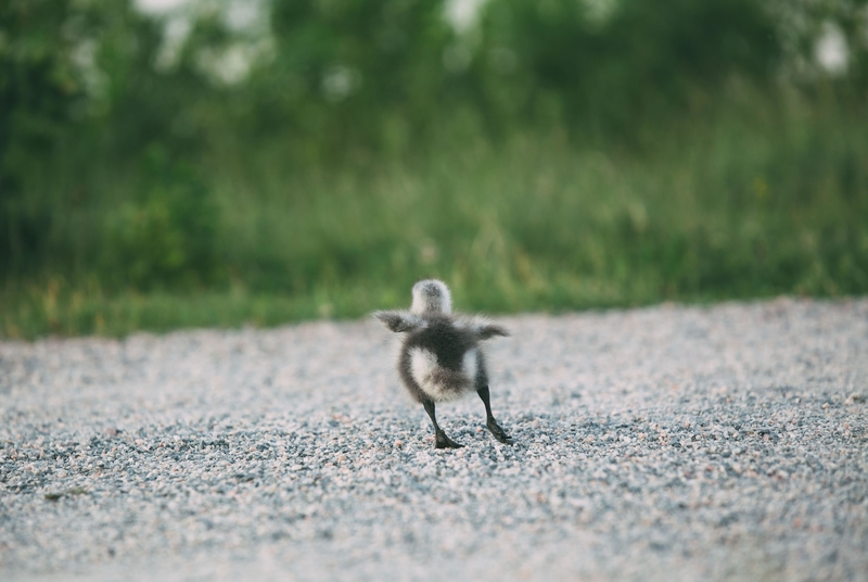 I Will Fly One Day | Alamy Stock Photo