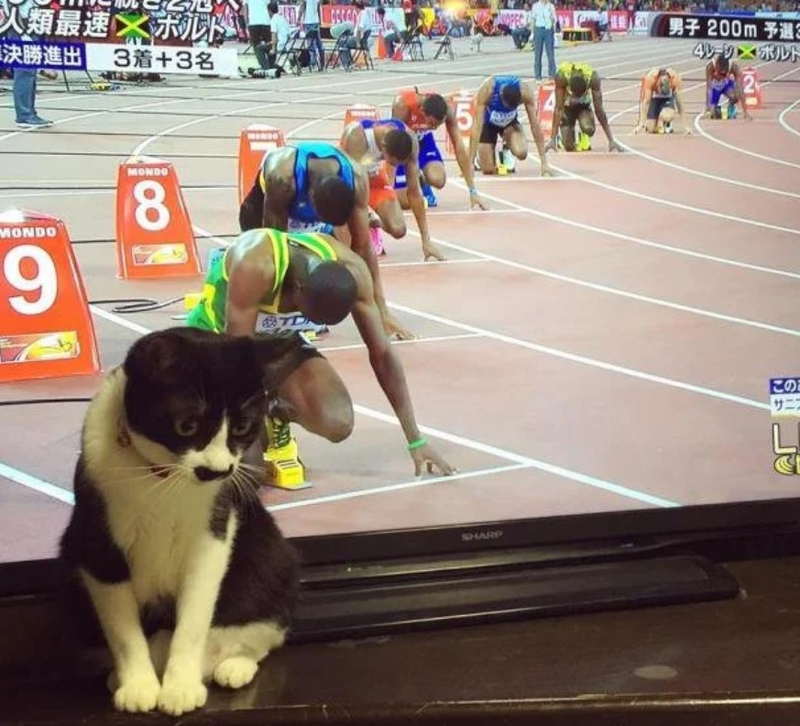 The 400 Meter Meow | Imgur.com/ar9nztI