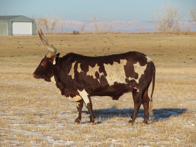 The Incredible See-Through Cow | Imgur.com/eblTJcl