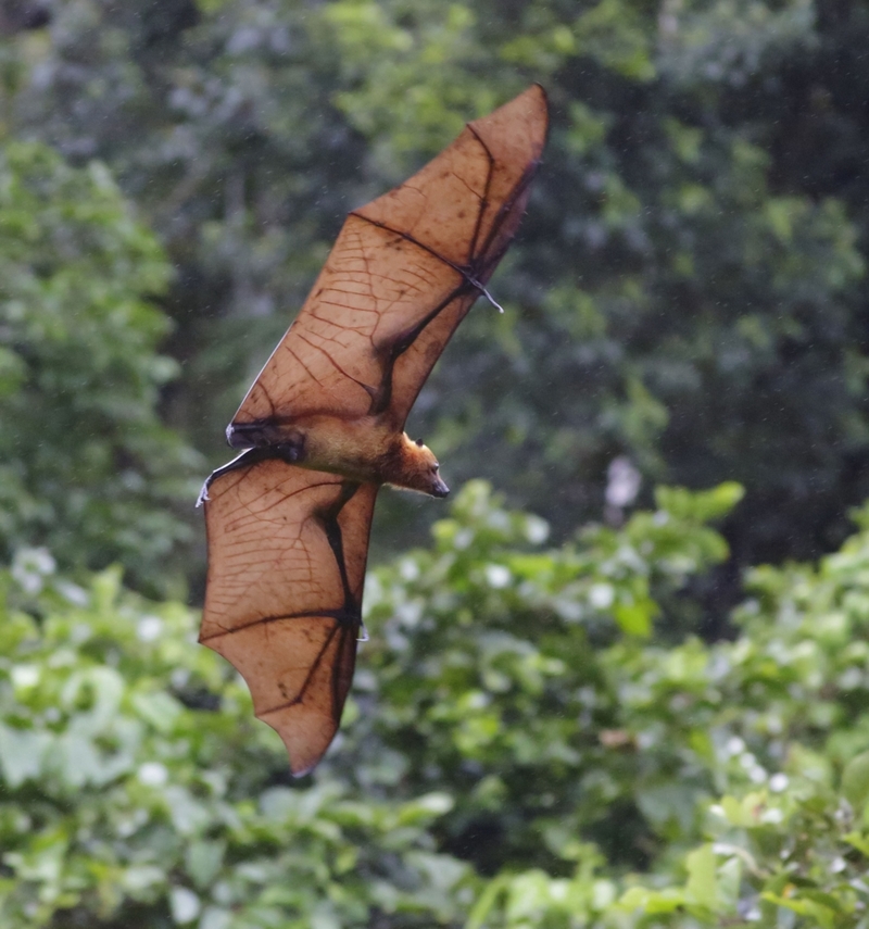 5 Foot Bismarck Flying Fox Of New Guinea | Alamy Stock Photo