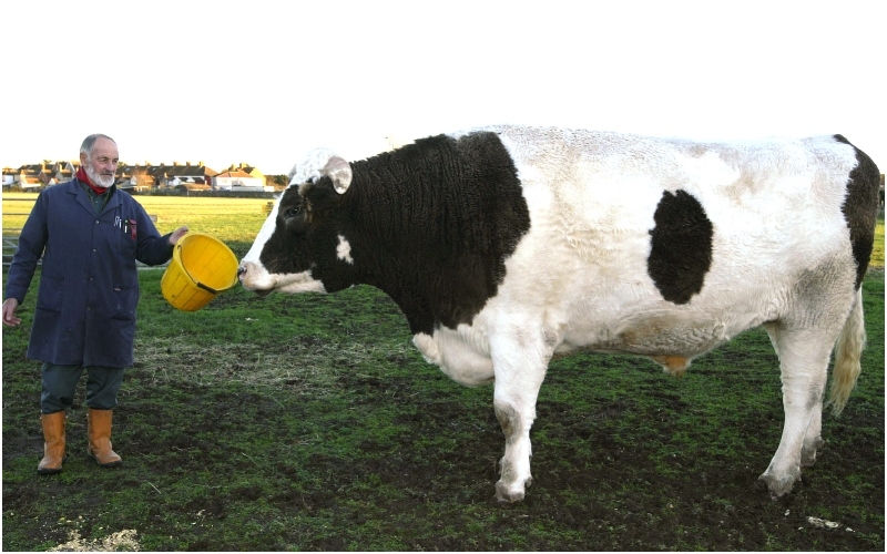 Owner Claims That 3,500 Pound Bull Is “All Muscle” | Getty Images Photo by Justin GoffUK Press