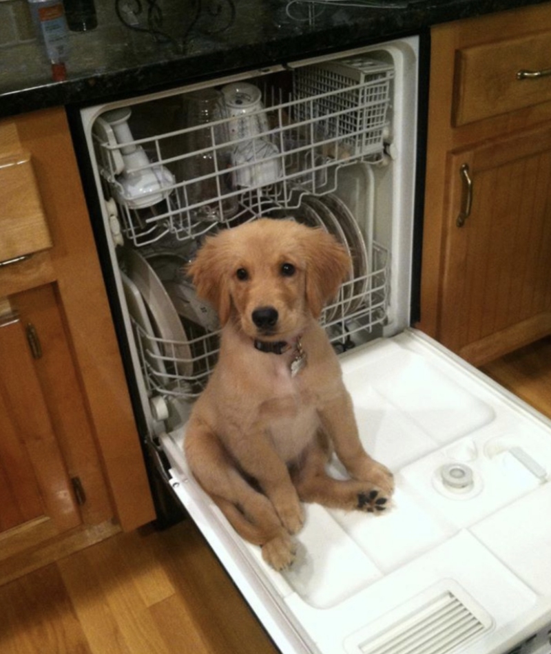 No Dish-washing Today | Imgur.com/KNKzOpd