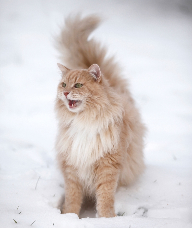 Don’t Come Any Closer! | Alamy Stock Photo by Tierfotoagentur/R. Richter