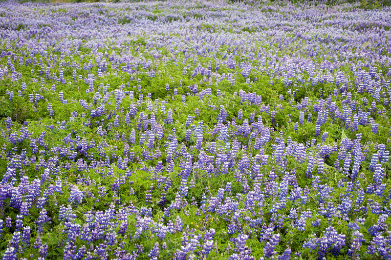 Lupine | Ventura/Shutterstock