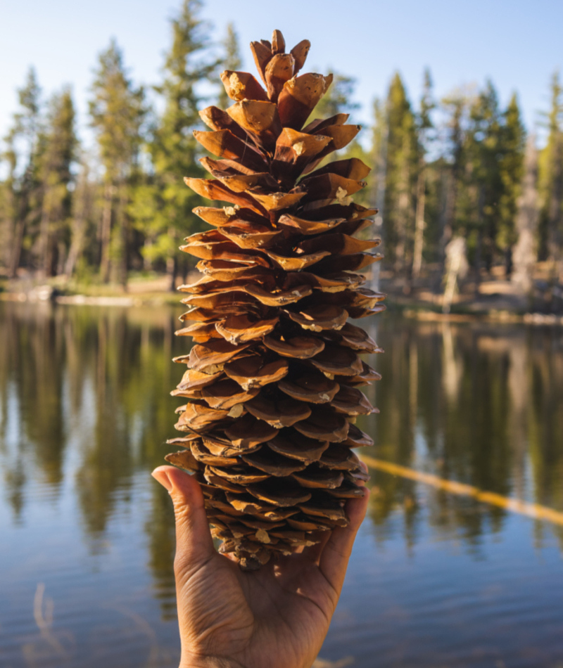 Piña gigante | Brannon_Naito/Shutterstock