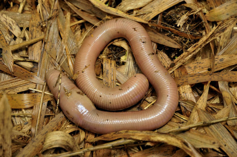 Lombriz de tierra gigante | Getty Images Photo by Fabian von Poser