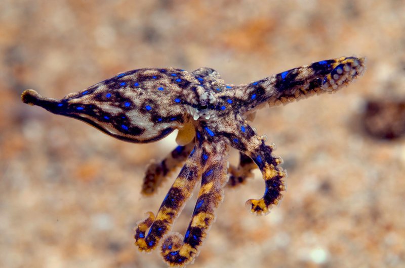 Pulpo | Alamy Stock Photo by Michael Patrick O