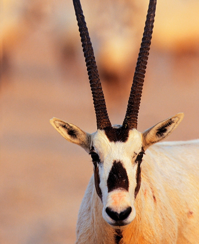 A Majestic National Animal | Alamy Stock Photo