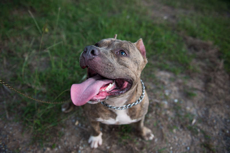 Pitbull | RAY-BON/Shutterstock