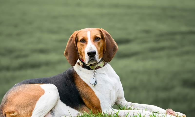 Coonhound inglés | Adithya_photography/Shutterstock 