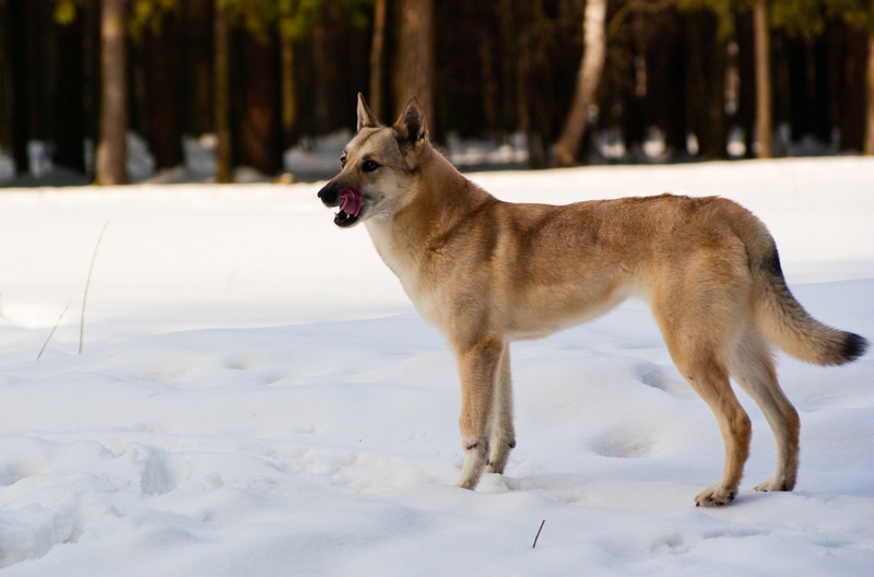 Spitz finlandés | saasemen/Shutterstock 