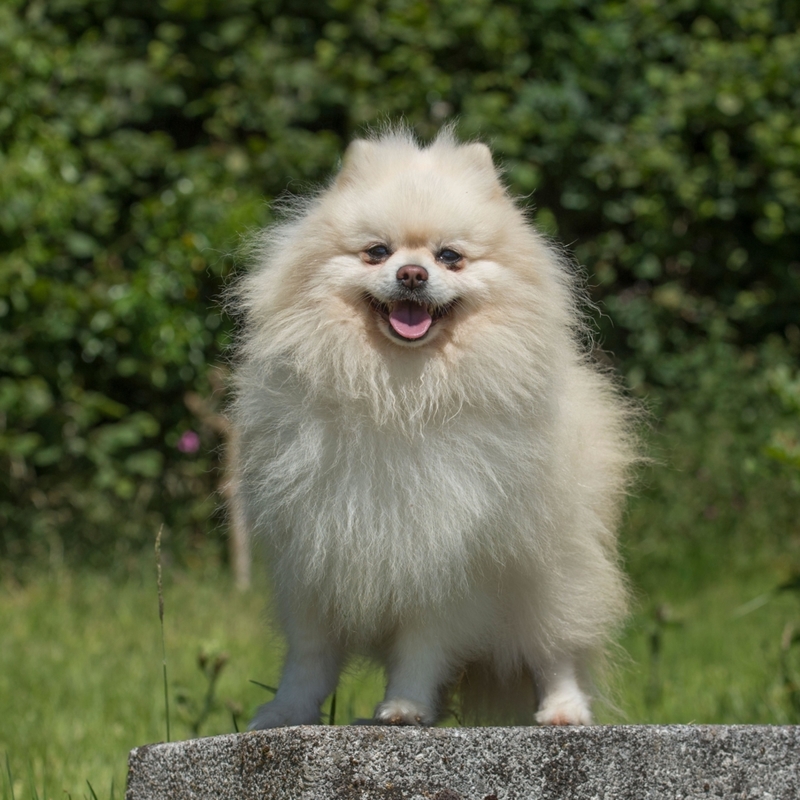 Pomerania | Alamy Stock Photo by Farlap