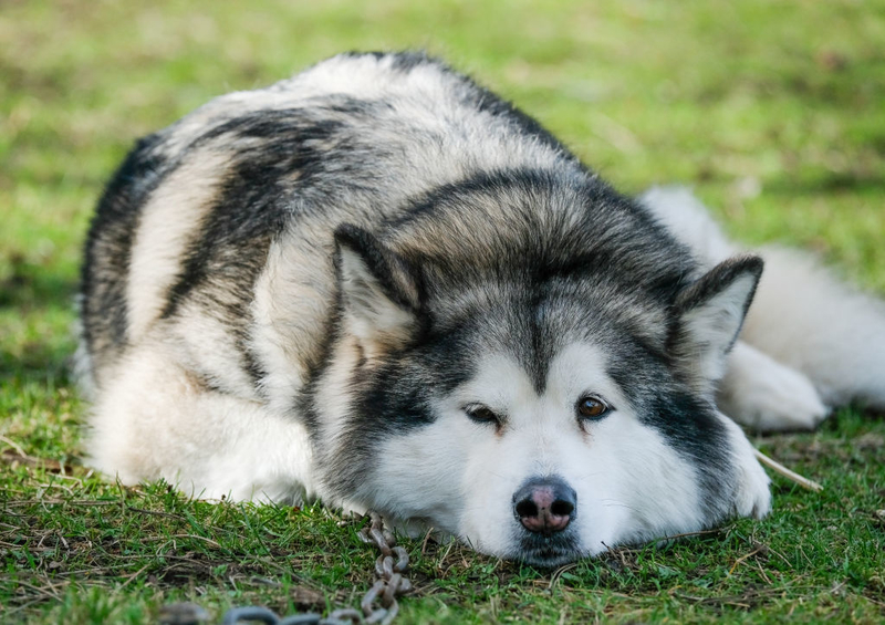 Malamute de Alaska | Getty Images Photo by Ian Forsyth