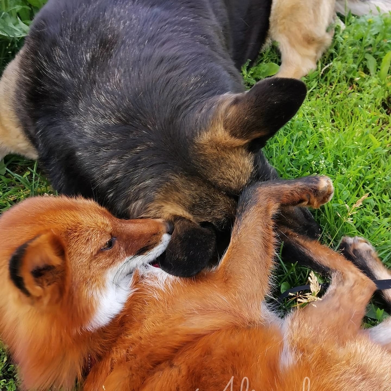 Dog and Fox | Instagram/@elena_stepanova62