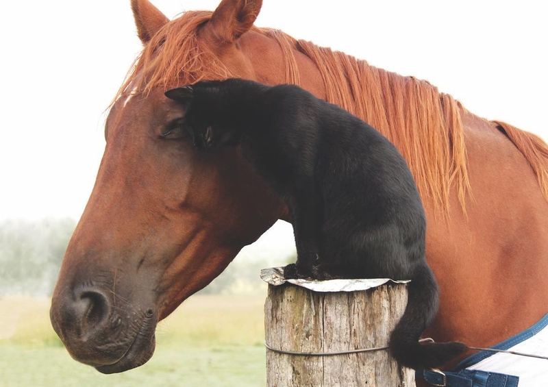 Horse and Cat | Instagram/@champy_and_morris