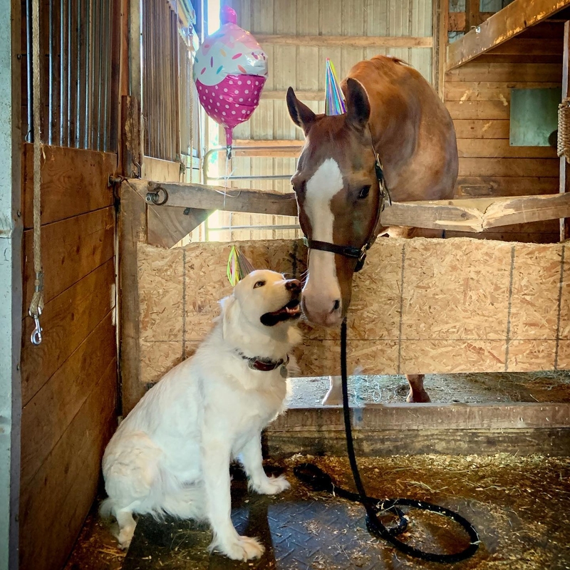 Horse and Dog | Instagram/@broncobonnie