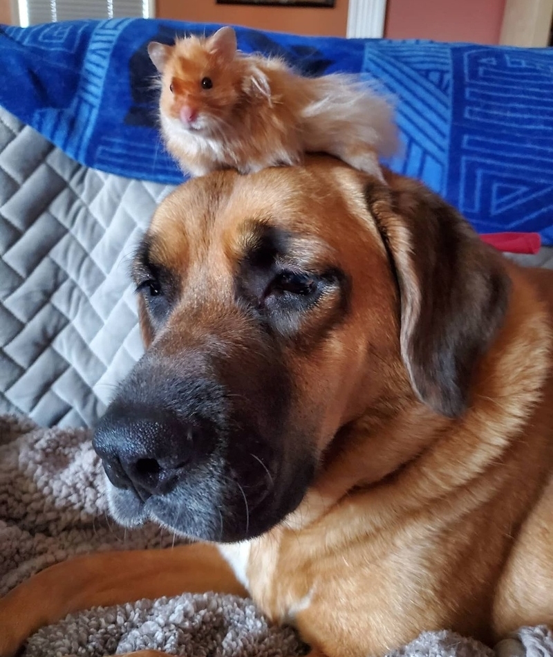 Hamster and Dog | Instagram/@tiffyrae89