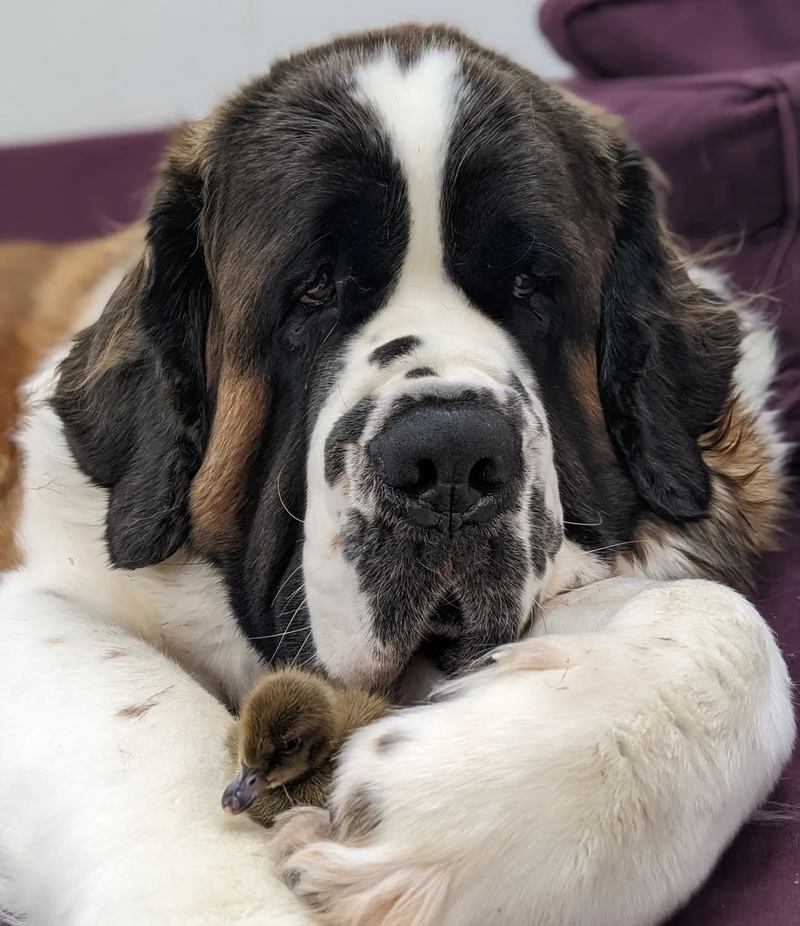 St. Bernard and Duckling | Instagram/@coleman.clan.adventures