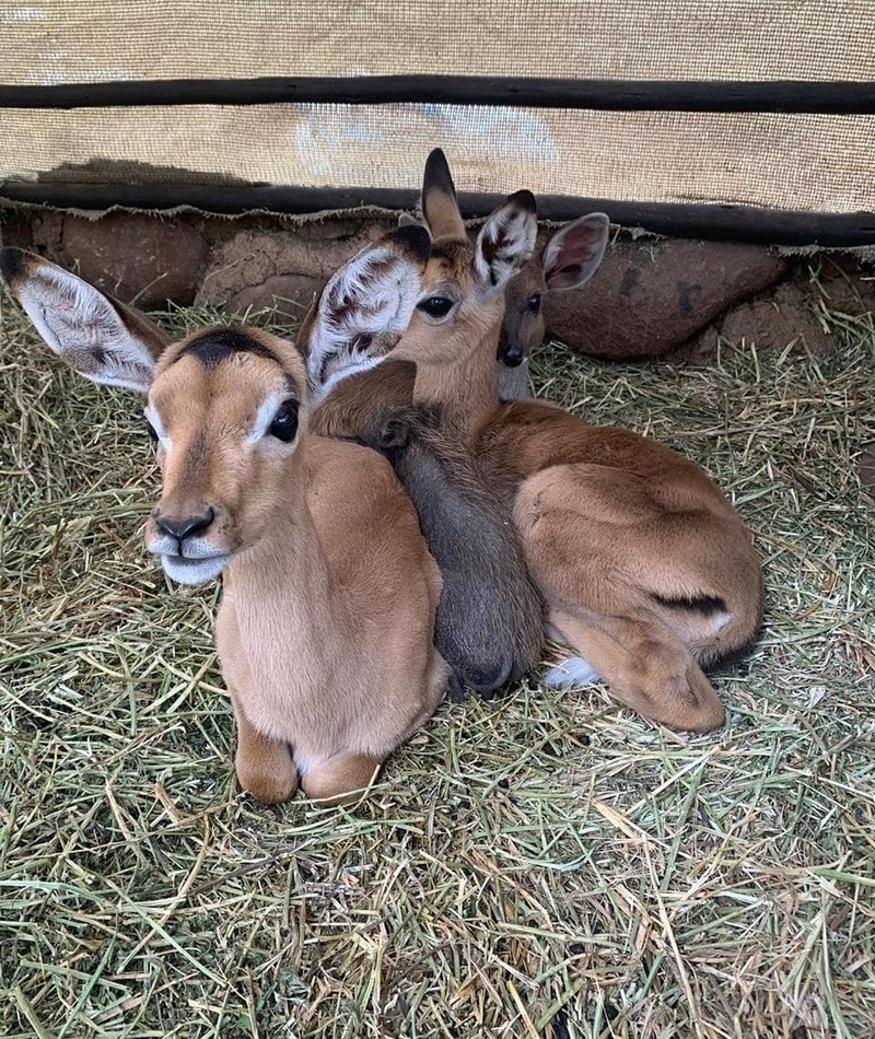 Impala and Warthog | Instagram/@wild_and_free_wildlife