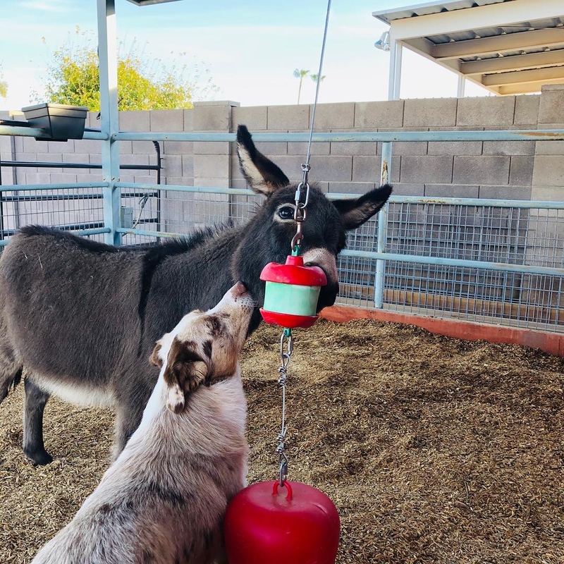 Donkey and Doggy | Instagram/@adventuresoftuckerandpete