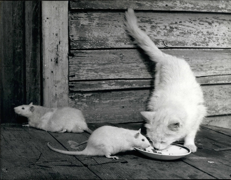 Cat and Mouse | Alamy Stock Photo by Keystone Pictures USA/ZUMAPRESS.com