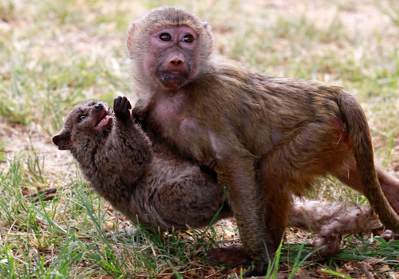 Baboon and Bushbaby | Alamy Stock Photo by REUTERS/Thomas Mukoya