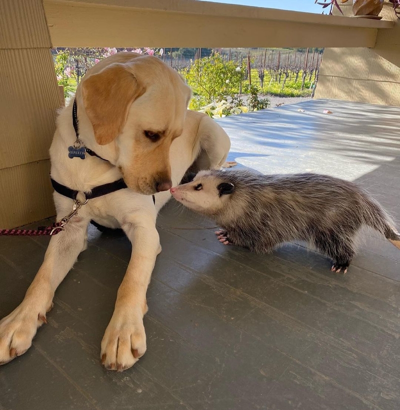 Possum and Labrador | Instagram/@pill0s