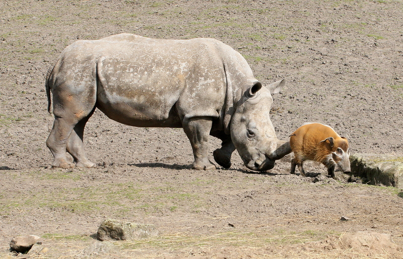 Rhino and a River Hog | Alamy Stock Photo by Ger Bosma