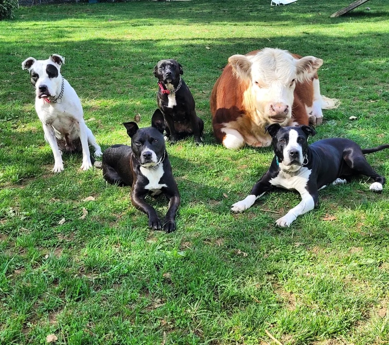 Cow and Dogs | Instagram/@bear_the_pittie