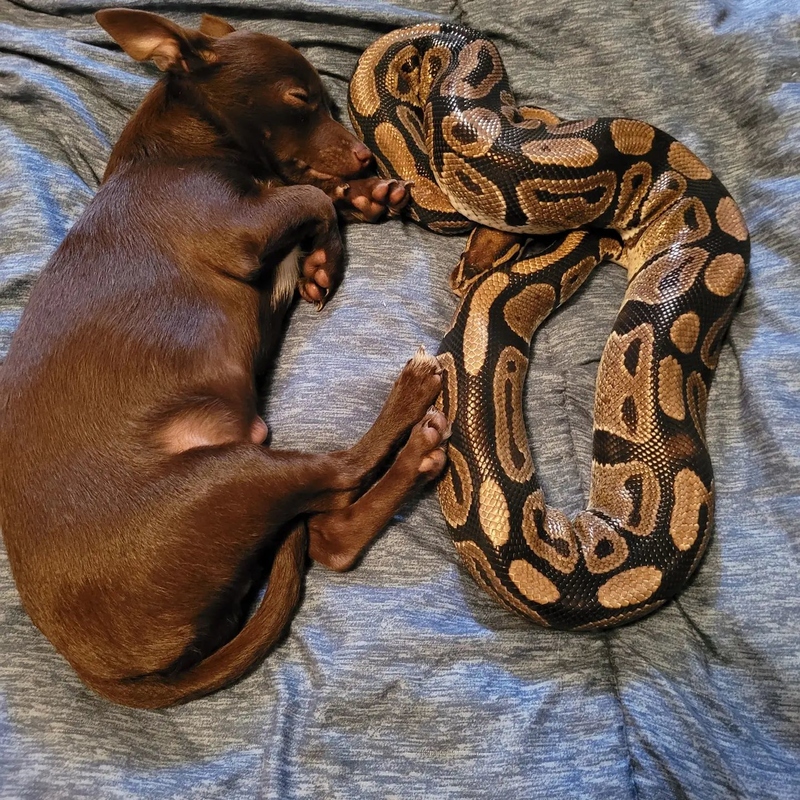 Dog and Snake | Instagram/@luna_and_kuma