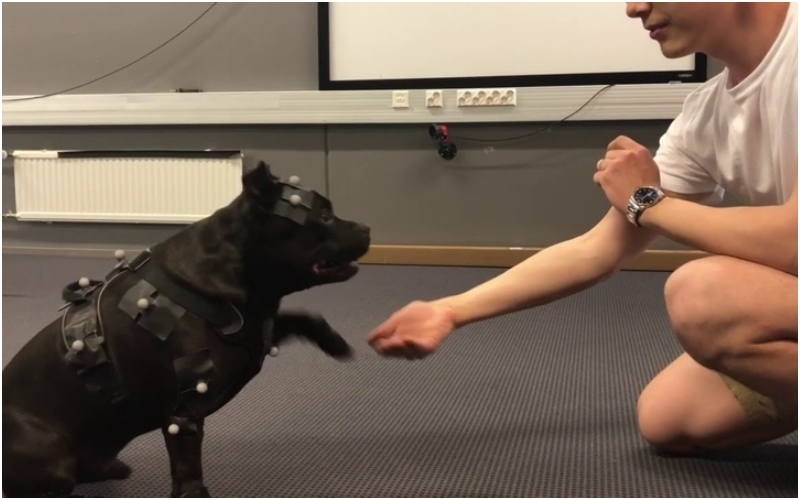 This Staffordshire Bull Terrier Helps Video-Game Animators | Twitter/@remedygames