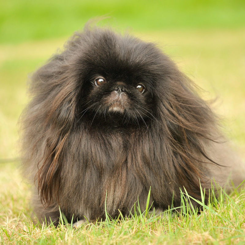 Les Pékinois | Alamy Stock Photo by Farlap