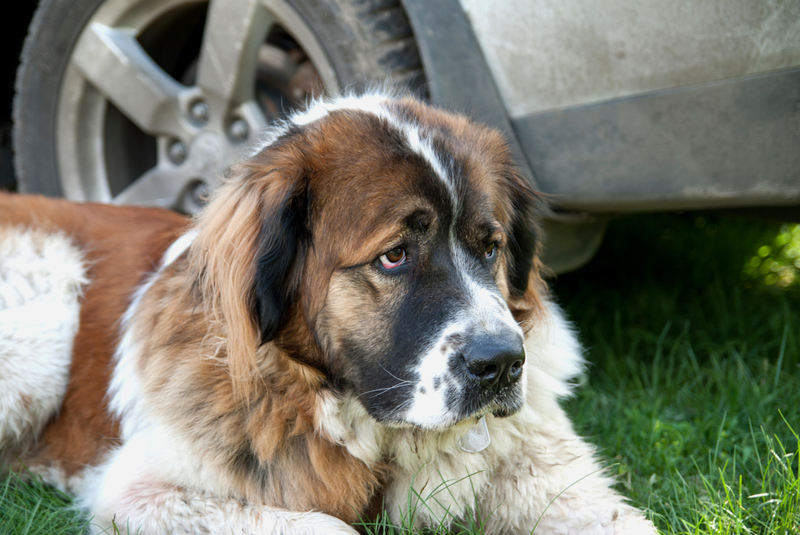 Le Chien de Garde de Moscou | Alamy Stock Photo by Inga Myslovska