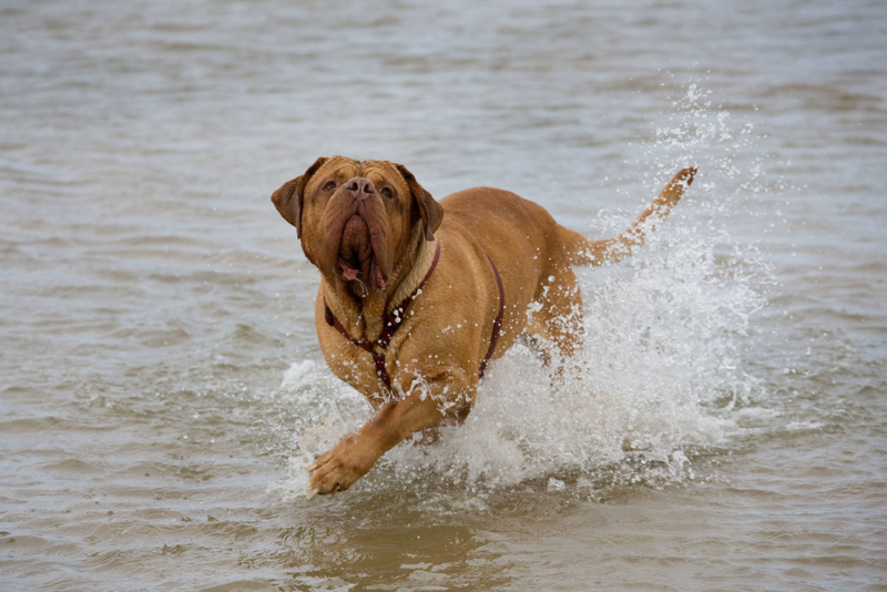 Dogue de Bordeaux | Alamy Stock Photo by Ernie Janes