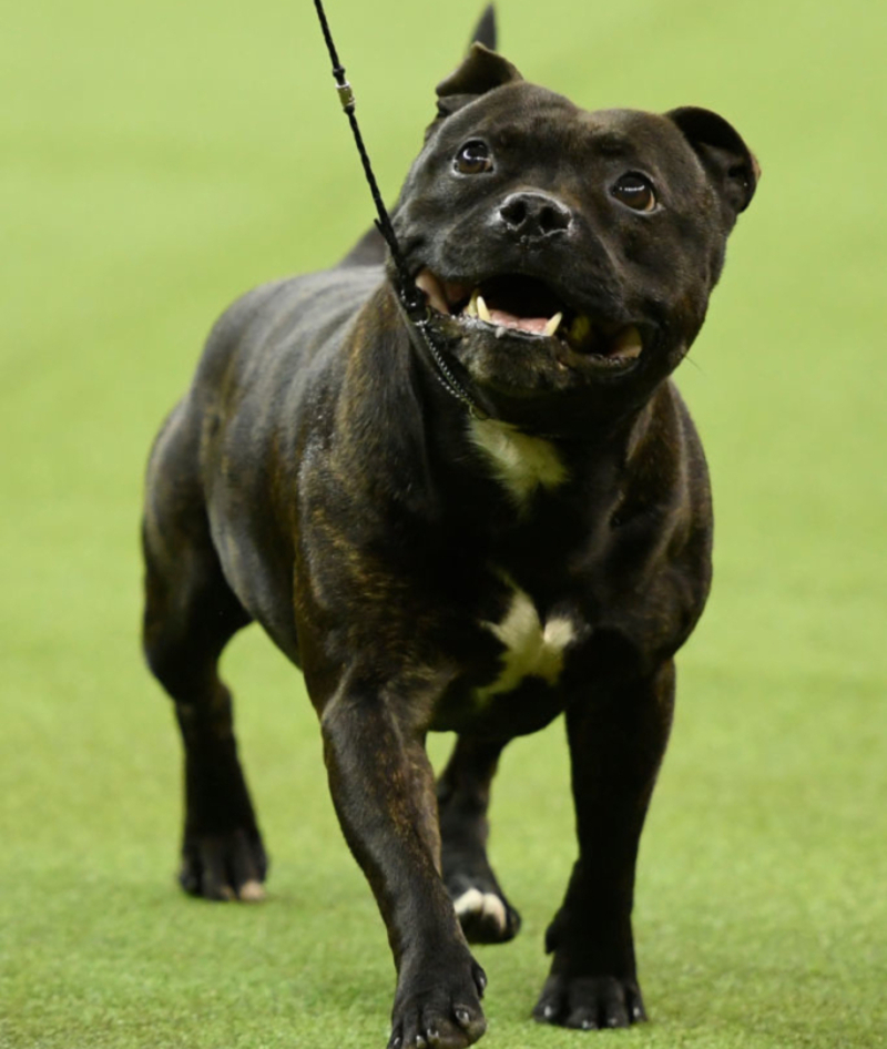 Staffordshire Bull Terrier | Getty Images Photo by Sarah Stier