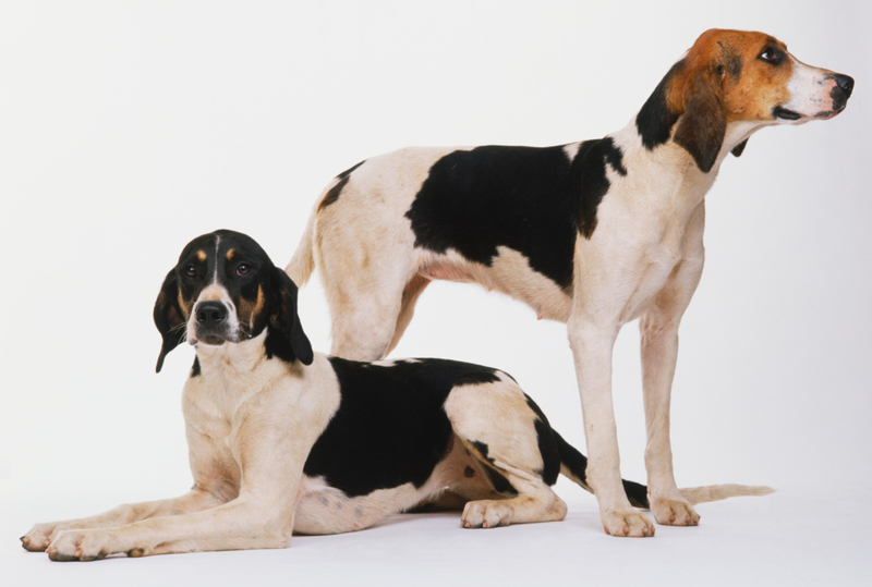 Foxhound Anglais | Alamy Stock Photo by Dorling Kindersley ltd