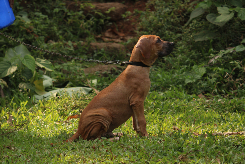 Bully Kutta | Emuz/Shutterstock 