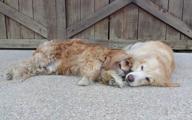 This Golden Retriever is a Service Dog to a Blind King Charles Spaniel | Facebook/@GingerAndKimchi