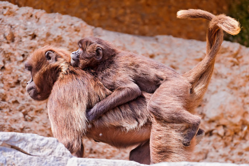 The Two of Us Together | Flickr Photo by Tambako The Jaguar