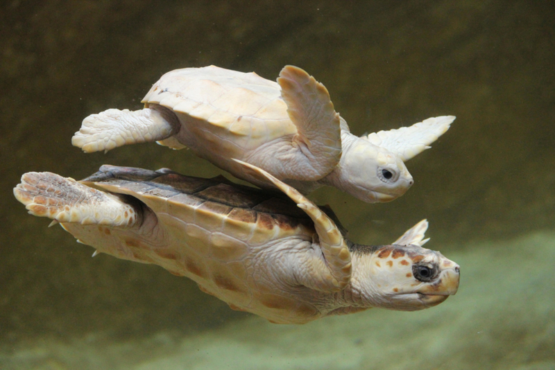 An Underwater Beauty | Alamy Stock Photo by Media Drum World